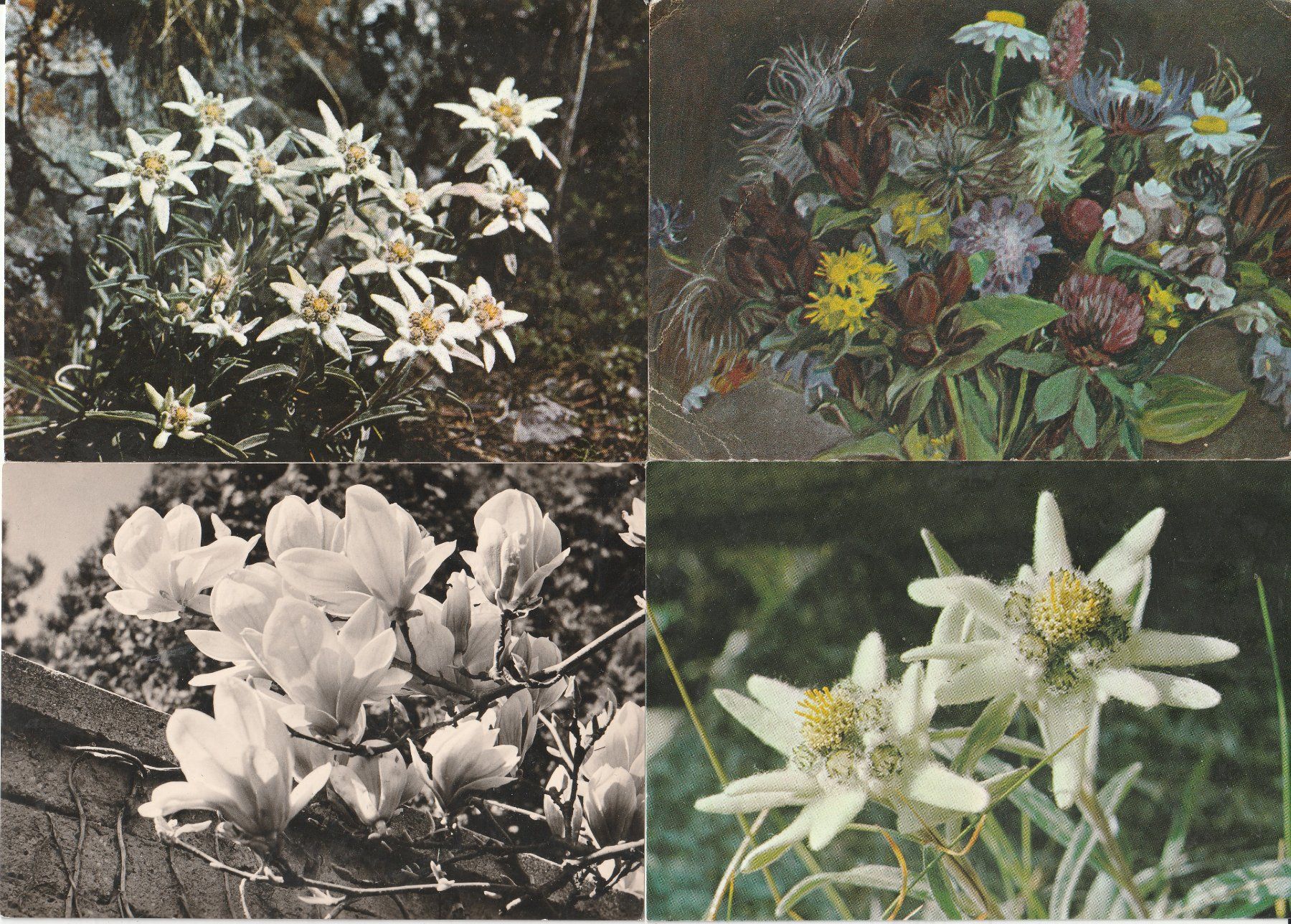 Cartes postales: 20  Blumenkarten – D'occasion à Lumbrein par made02 8