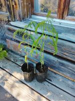 Amerik. Gleditschie  - Gleditsia triacanthos - 2 Pflanzen