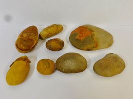 ungeöffnete Knollen EISENSTEIN FOSSIL MAZON CREEK USA