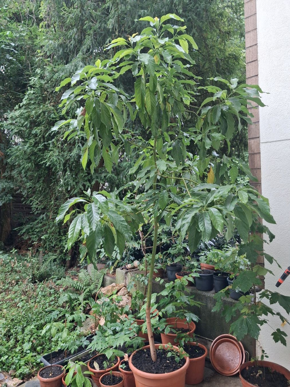 Piante & sementi: Avocadobaum – Usato da Basel venduto da Matthias2020 2