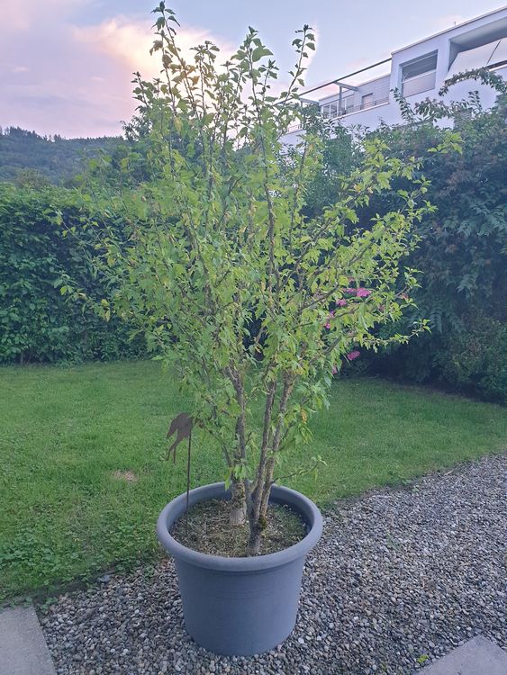 Hibiskus Baum Kaufen auf Ricardo