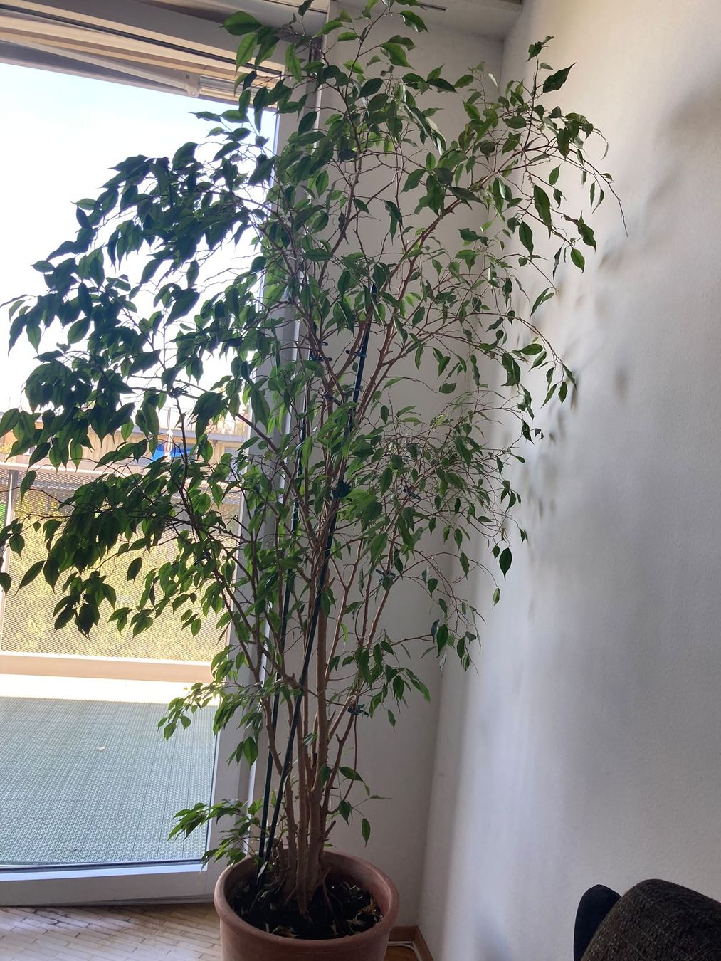 Piante & sementi: Ficus benjamina/Birkenfeige – Usato da Bülach venduto da ambltny 2
