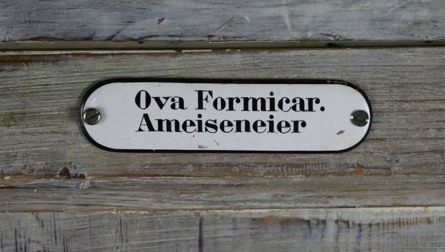 Armadi: Vorratsschrank, Barschrank "79" mit Emailschild Ameiseneier – Usato da Birrwil venduto da brandschatz_birrwil 4