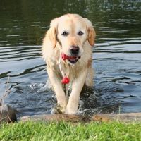NEU Ekard Lind Fun-Mot-schwimmend 9cm