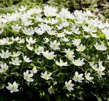 NEU 20 Sämlinge WALDANEMONE (Anemonoides Nemorosa) Wildblume