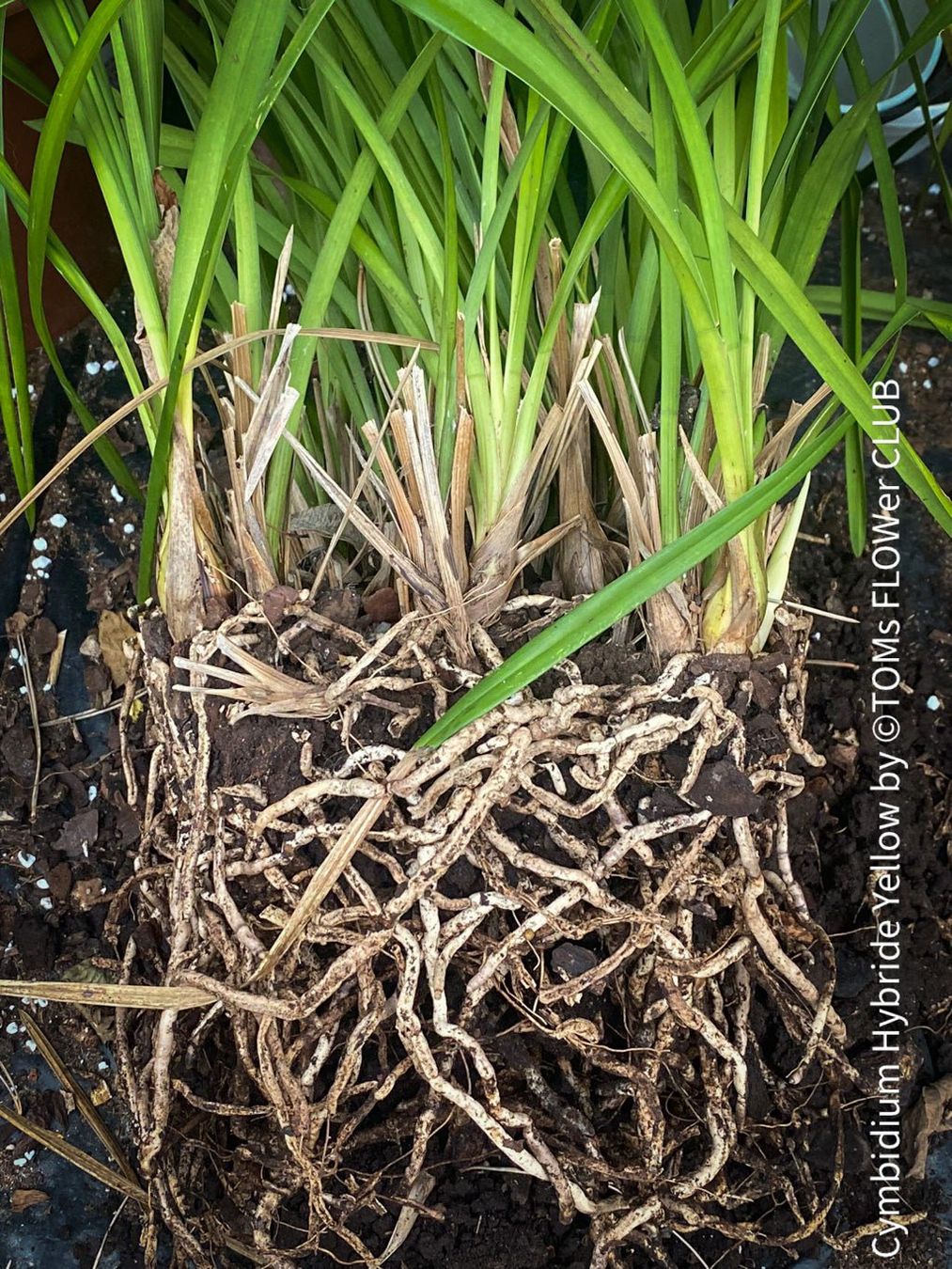 Piante & sementi: Cymbidium Ranson Flor mit zauberhaften Blüten – Nuovo e nell'imballaggio originale da Adliswil venduto da MarkyForest 1