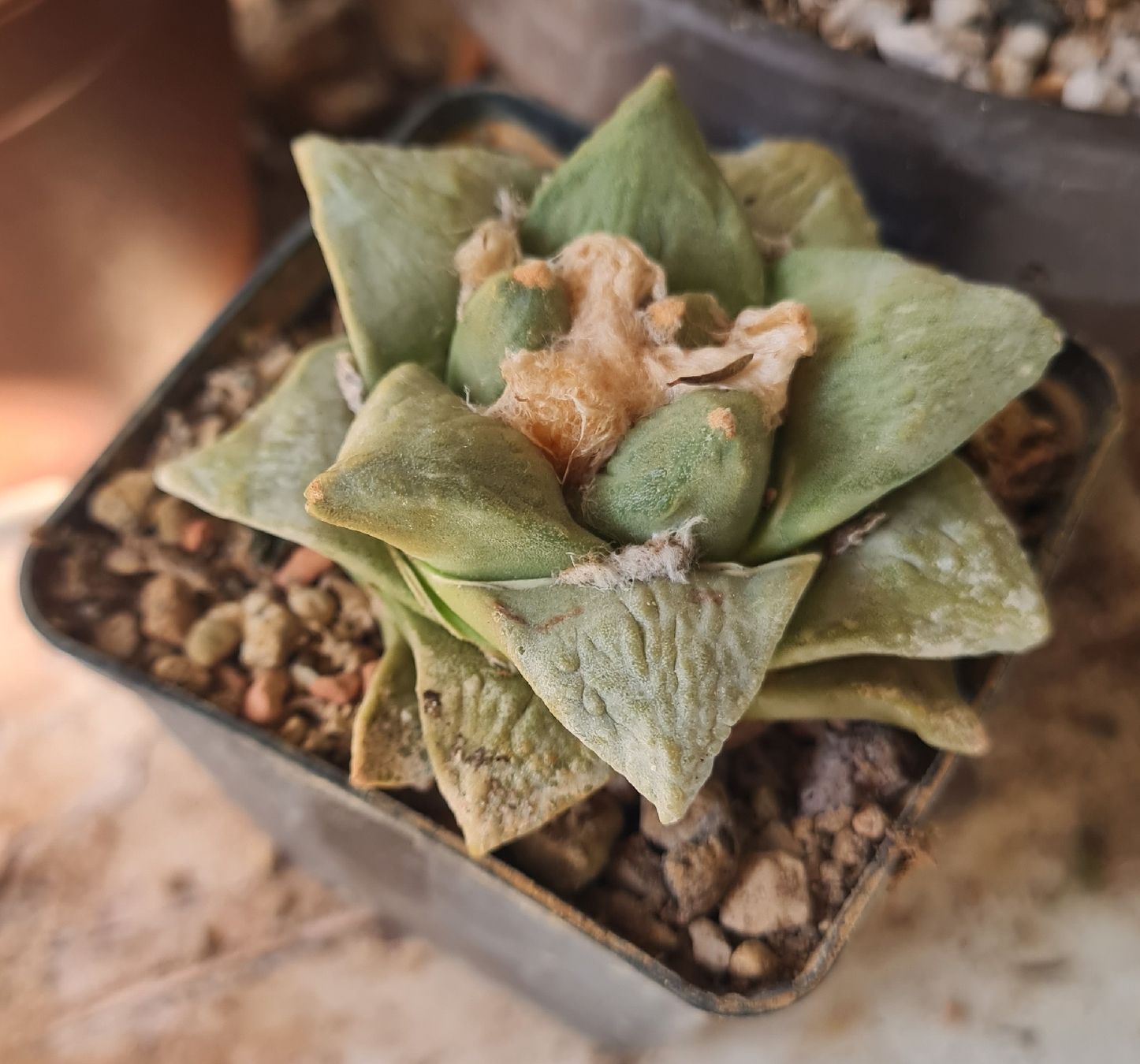 Piante & sementi: Ariocarpus Hybride 2009 – Usato da Basel venduto da fra_h7bq 3