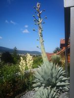 1 Stk. Agave Neomexicana – ssp. von A. Parryi Winterhart 4J.