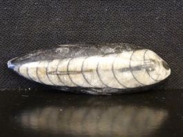 Versteinerter Fisch Fossil ORTHOCERAS MAROKKO Tintenfisch