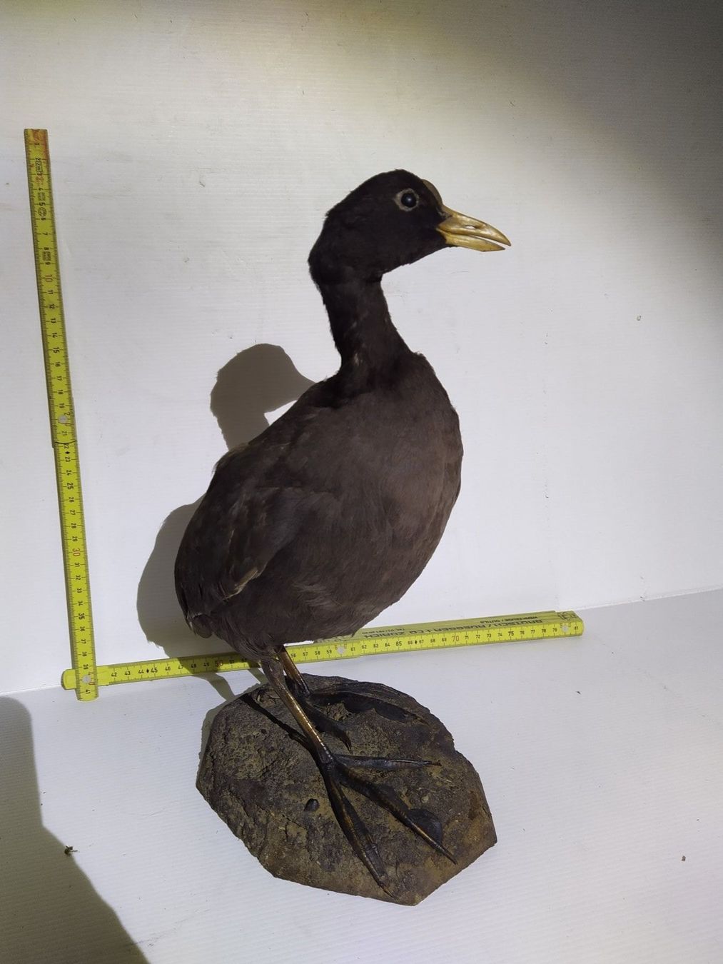 Il mondo degli animali: Blesshuhn / Taucherli präpariert – Usato da Wettingen venduto da Bwalti 1