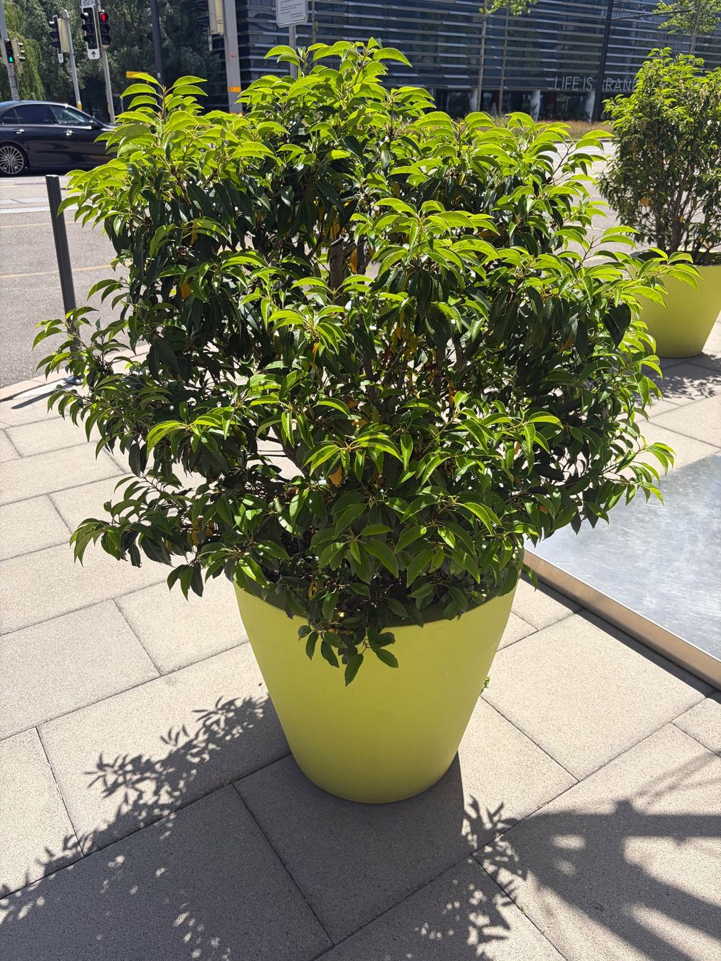 Plantes & graines: Lorbeer im Topf – D'occasion à Glattpark(Opfikon) par denboj