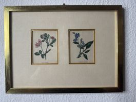 Ononis & Cynoglossum – Zwei kolorierte Kupferstiche, gerahmt