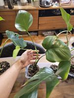 Vergrünte Monstera Deliciosa