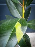 Ficus Elastica Variegata - spontane Mutation - Seltenheit