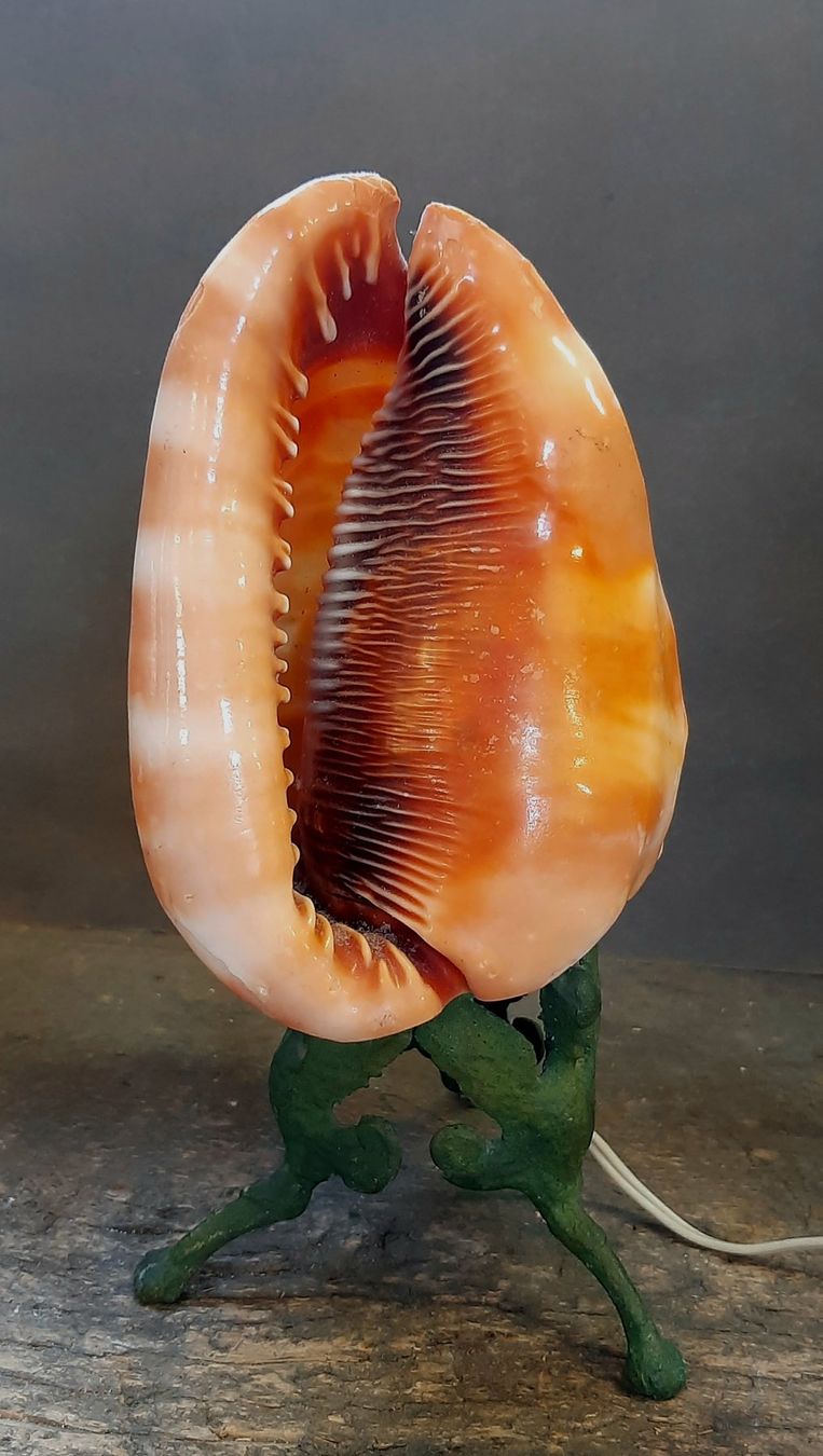 Lampen: Antike mediterrane Muschel Lampe – Gebraucht aus Arbon von torso444 4