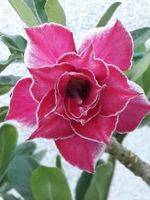 Adenium obesum / Wüstenrose