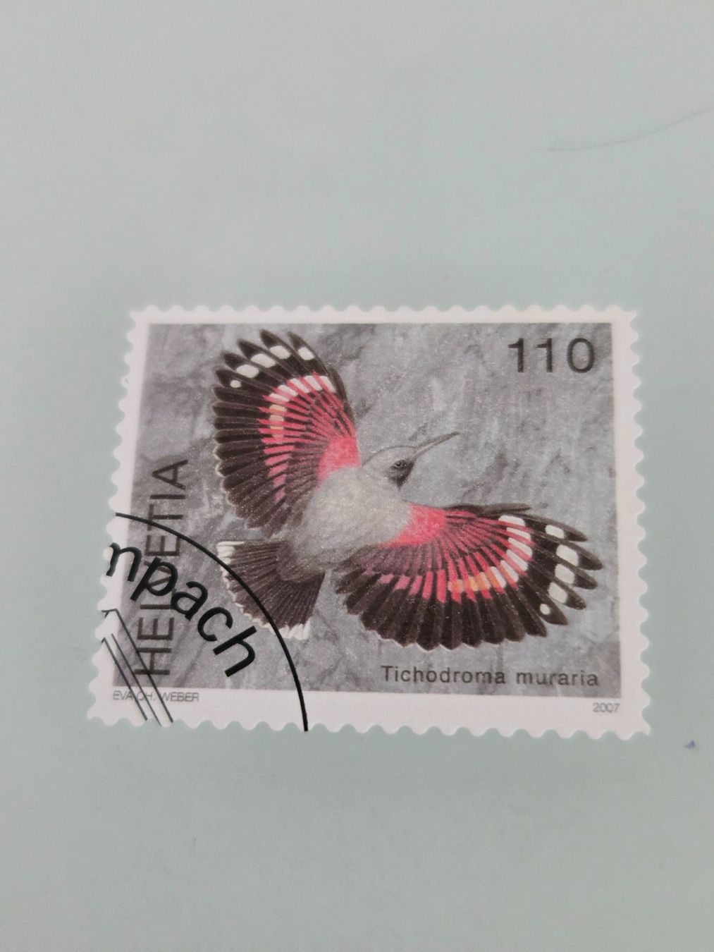 Tutti i francobolli: 2007 Einheimische Vögel – Usato da Aarau venduto da Casl63