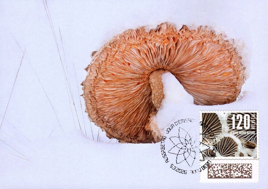 Tutti i francobolli: Maximumkarte Naturmuster - Pilz – Nuovo (secondo la descrizione) da Dottikon venduto da haeusibuh5