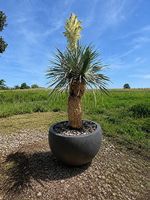 Yucca Rostrata Doppelstamm mit Topf