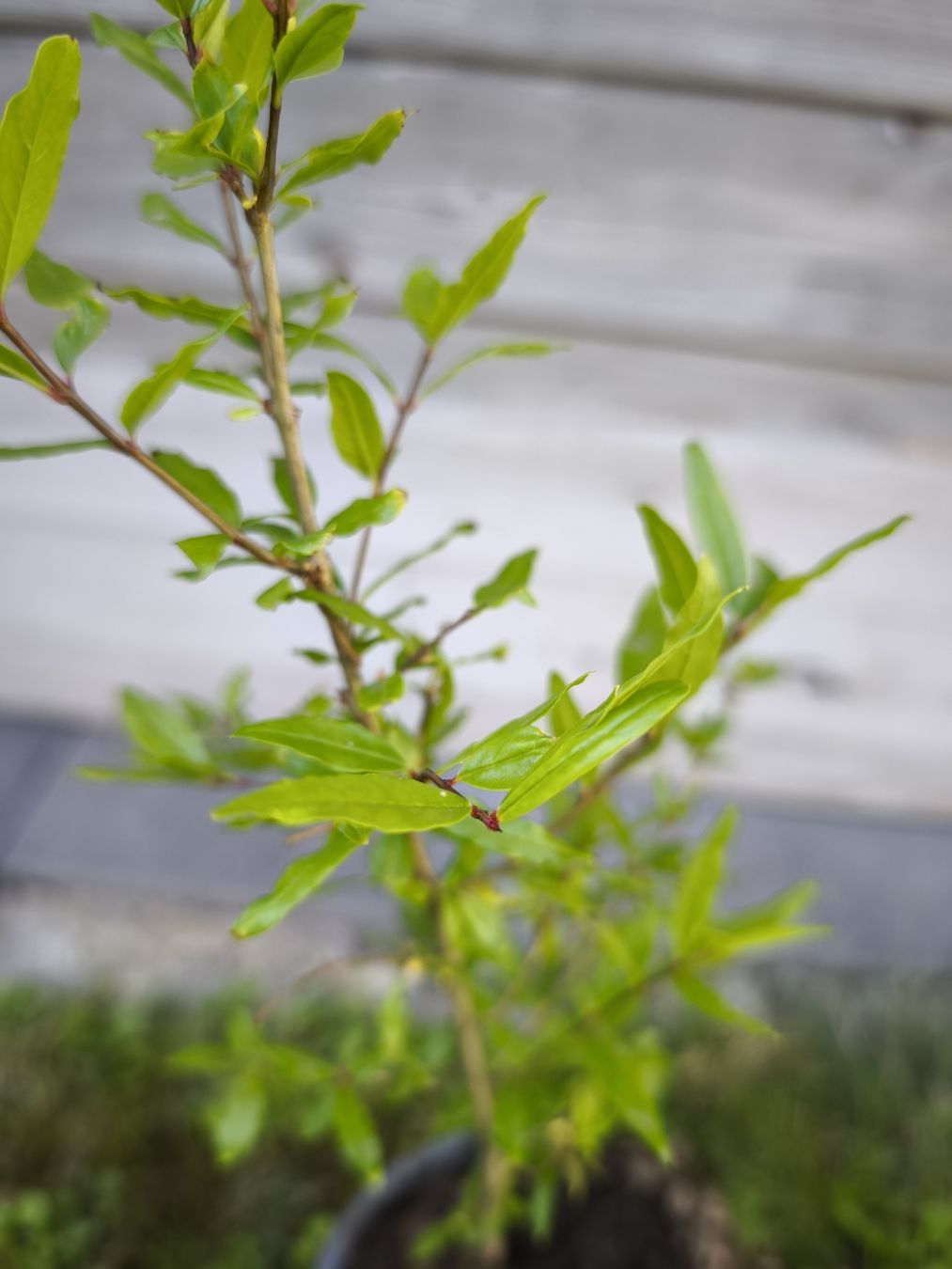Piante & sementi: Granatapfelbaum 🌱 – Usato da Uznach venduto da Mmanson1 1