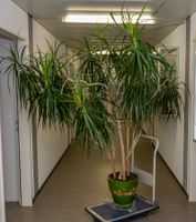 Zimmerpflanze Dracaena Marginata mit grünem Topf gebraucht