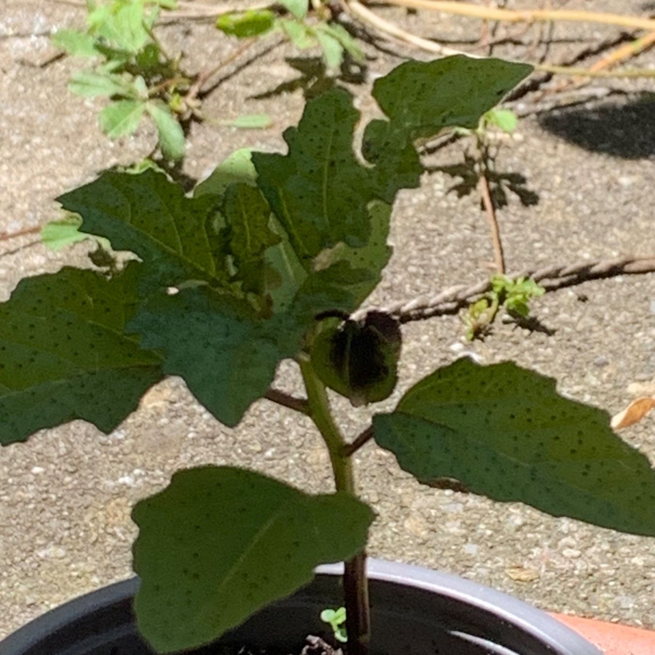 Piante & sementi: GIFTBEERE (Nicandra physalodes) Pflanze – Nuovo (secondo la descrizione) da Hinteregg venduto da ERFOLG78 1
