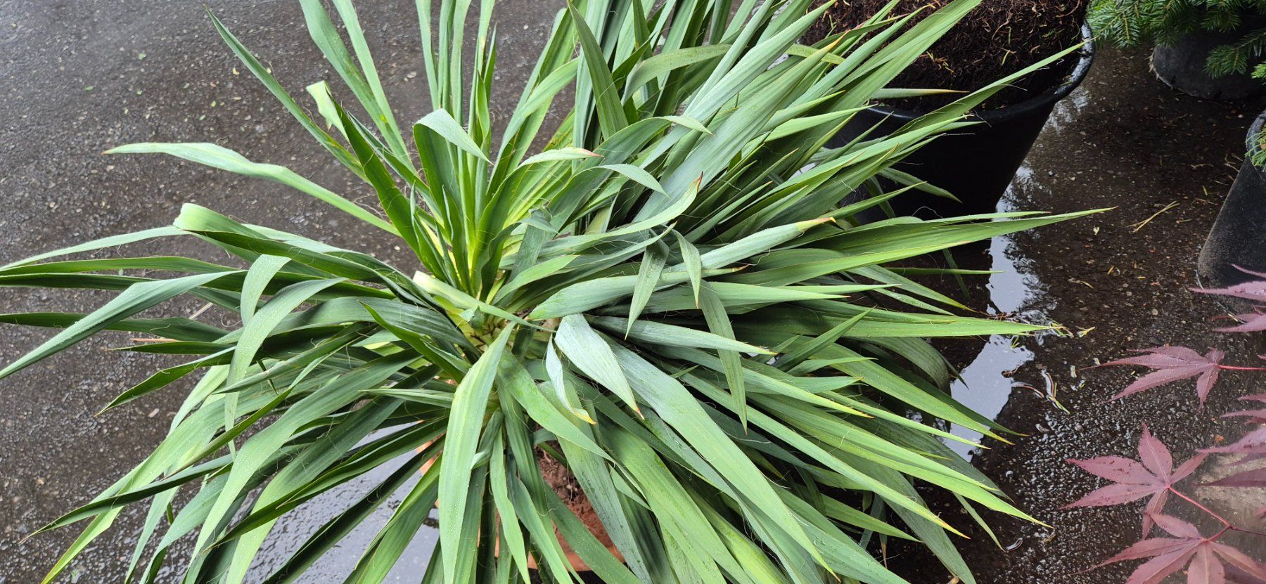 Piante & sementi: YUCCA PALMLILIE – Nuovo (secondo la descrizione) da Jona venduto da Sleon02 3