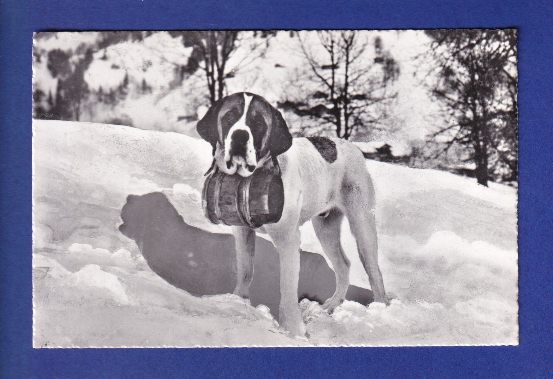 Cartoline postali: CHIEN / HUND - St. Bernard – Usato da Pully venduto da nicecards-shop