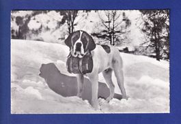 CHIEN / HUND - St. Bernard