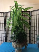 Belle plante d'intérieur, décoration nature et zen 🪴