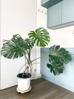 Monstera Deliciosa plant, large leaves, healthy