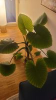 Alocasia Zimmerpflanze gross mit Topf guter Zustand