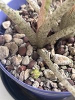 Alocasia Shattered Glass Rhizom 