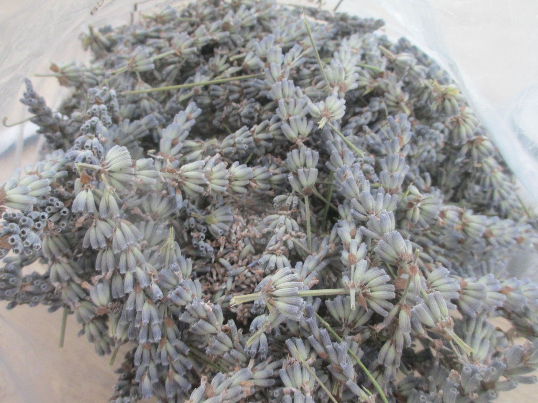 Piante & sementi: Lavendel getrocknet ca. 148gr – Nuovo (secondo la descrizione) da Hasle LU venduto da Flamme6 2