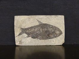 Versteinerter Fisch Fossil JIANGHANICHTHYS - BLACK FISH