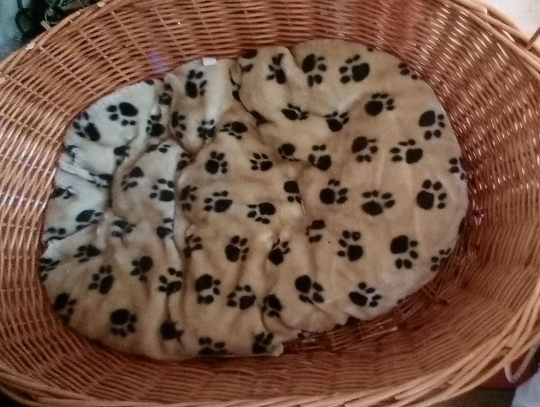 Cucce & Letti: Kuscheliges Hundebettchen mit Pfotenmuster – Usato da Aarwangen venduto da chr_9wdp