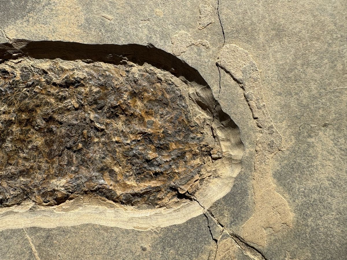 Fossilien: Fossiler Fisch – Gebraucht aus Biel/Bienne von nimmes 1