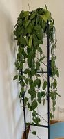 Wachsblume Hoya Carnosa sehr gross