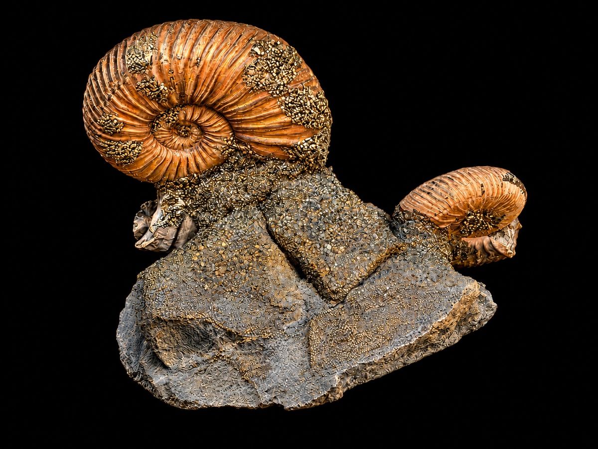 Fossili: Atemberaubende schillernde Ammoniten auf Matrix – Usato da Au SG venduto da Houseofkeichousaurus 3