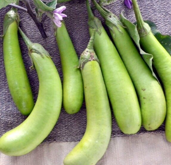 Piante & sementi: 10 SAMEN BIO Aubergine THAI LONG GREEN – Nuovo e nell'imballaggio originale da Rovio venduto da POSITIFFARTandPLANTS