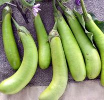10 SAMEN BIO Aubergine THAI LONG GREEN