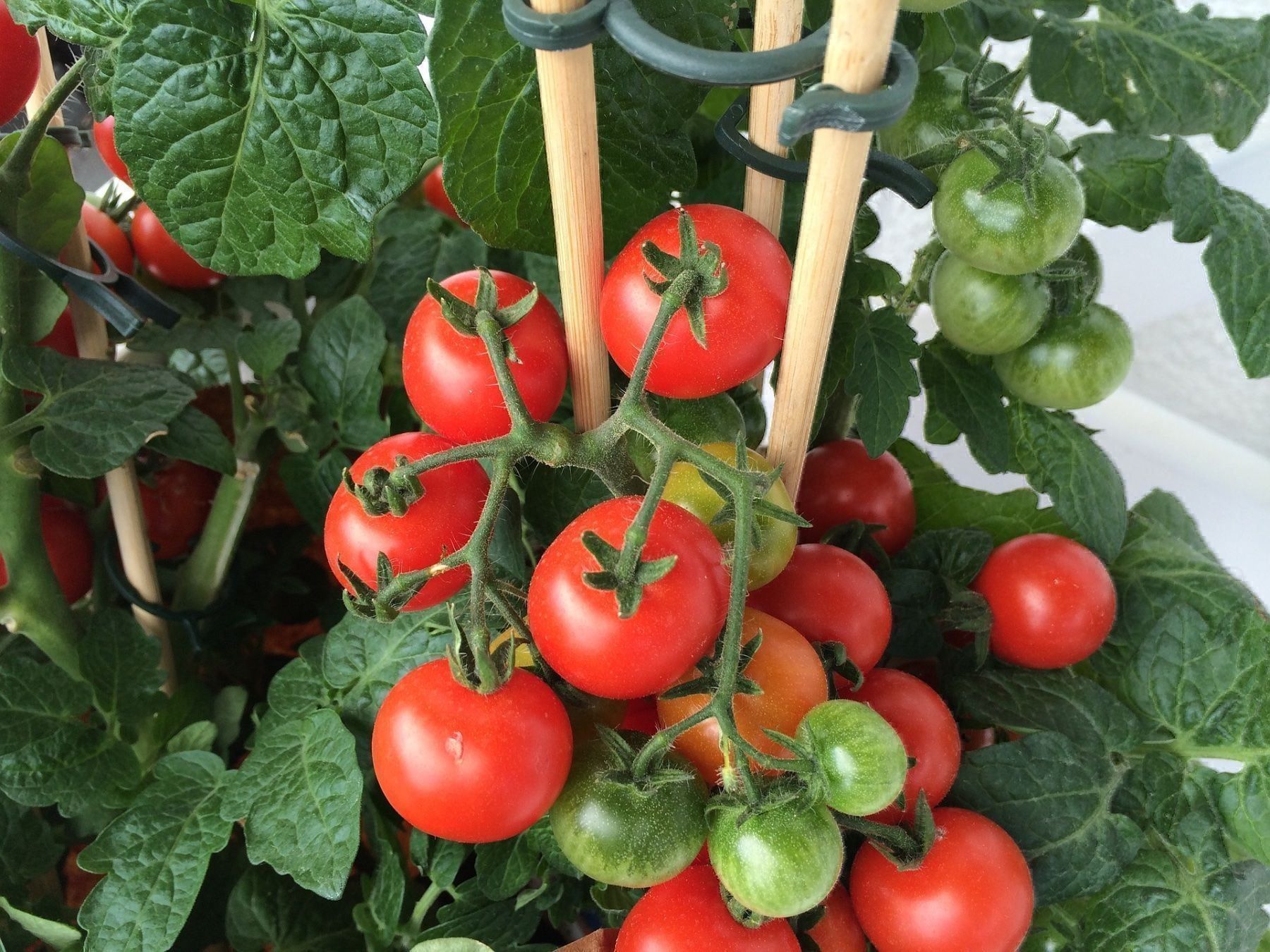 Piante & sementi: 50 Samen Balkontomate BAJAJA – Nuovo (secondo la descrizione) da Ehrendingen venduto da VerveinaSamen
