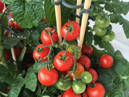 50 Samen Balkontomate BAJAJA