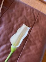 Calla