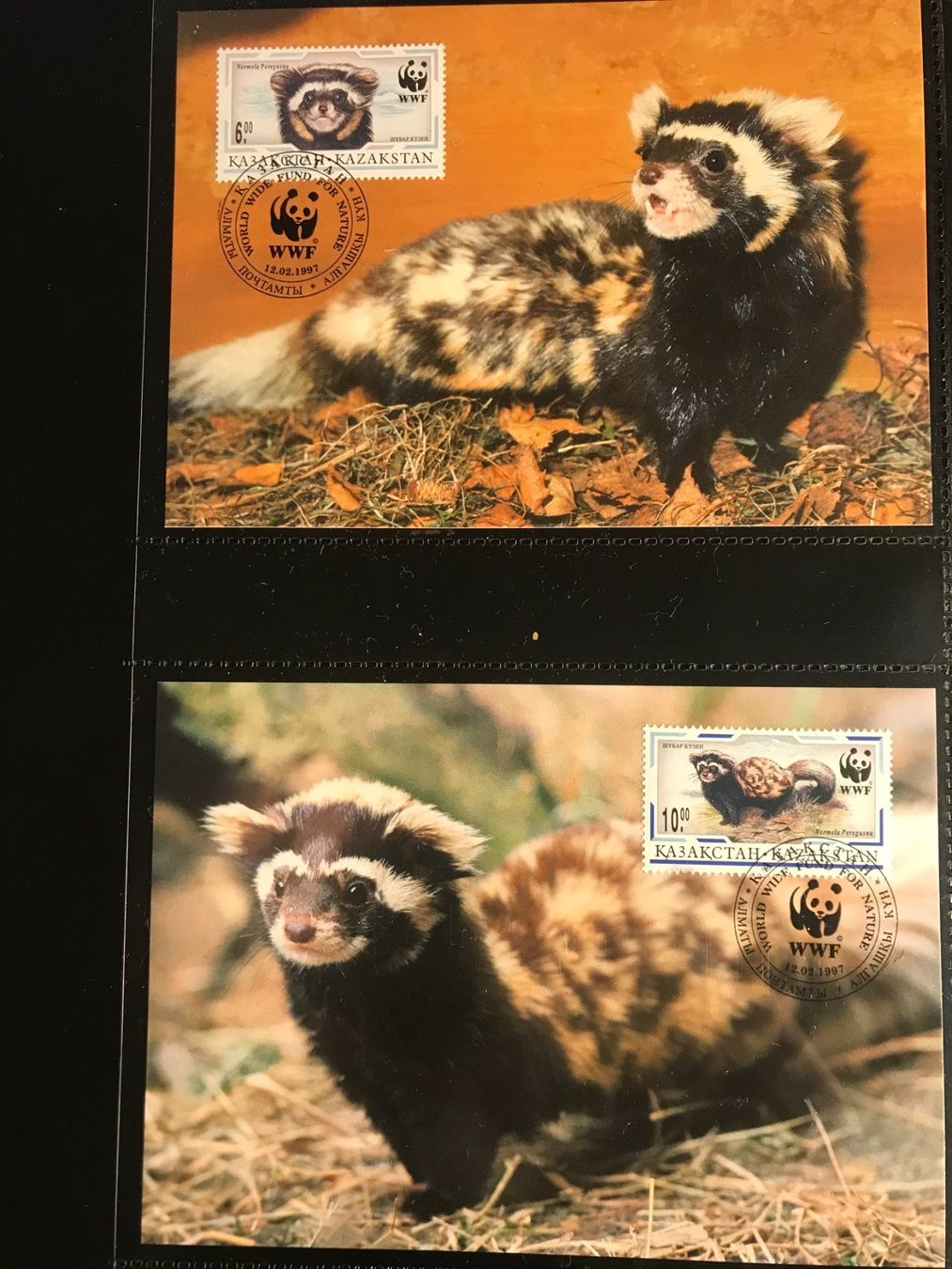 Tutti i francobolli: WWF Kasachstan 1997 Tigeriltis Satz Maximumkarten – Nuovo (secondo la descrizione) da Liestal venduto da schnueps 1