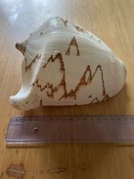Schnecke (Muschel) Voluta nobilis