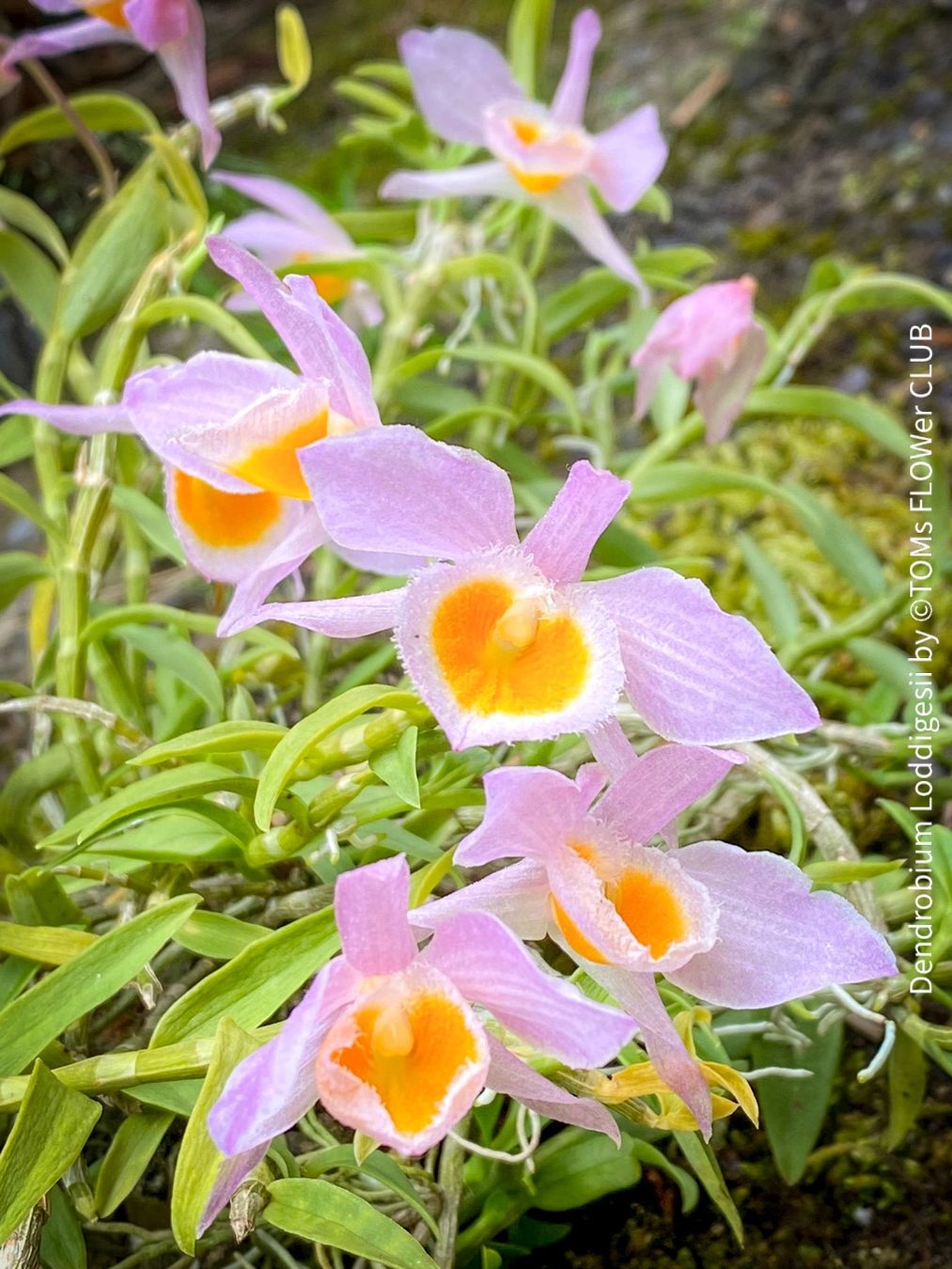 Piante & sementi: Dendrobium Loddigesii - bezaubernde Miniatur Orchidee – Nuovo e nell'imballaggio originale da Adliswil venduto da TAKEYOURPLANT
