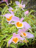 Dendrobium Loddigesii - bezaubernde Miniatur Orchidee