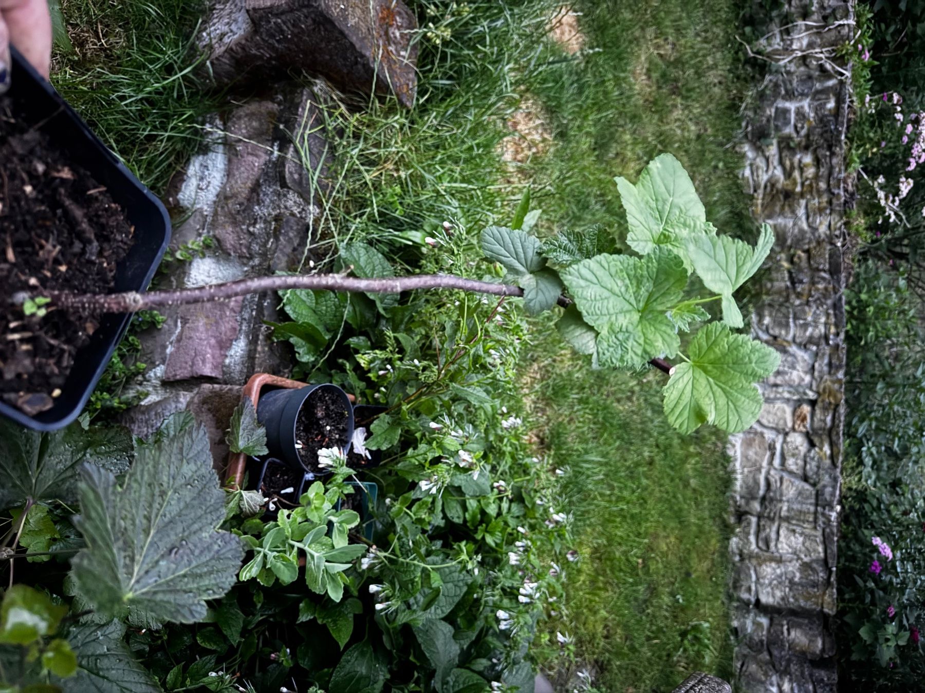 Piante & sementi: Plant cassis – Usato da Lajoux JU venduto da Briard0