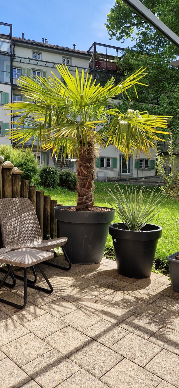 Piante & sementi: Palme Winterhart – Usato da Ziegelbrücke venduto da arb_mvz9